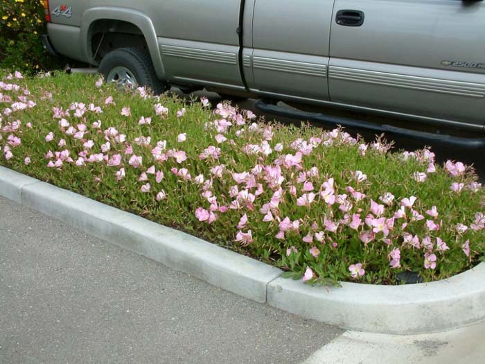 Plant photo of: Oenothera berlandieri