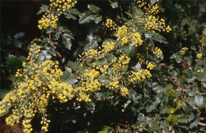 Plant photo of: Mahonia 'Golden Abundance'