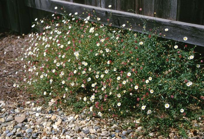 Plant photo of: Erigeron karvinskianus