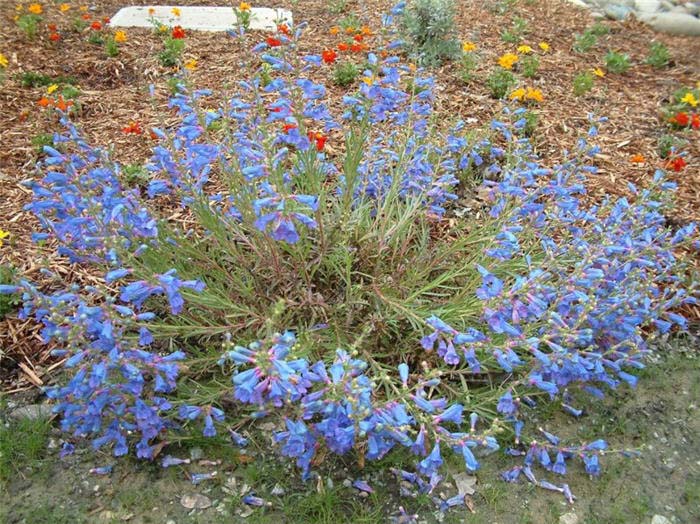 Plant photo of: Penstemon heterophyllus