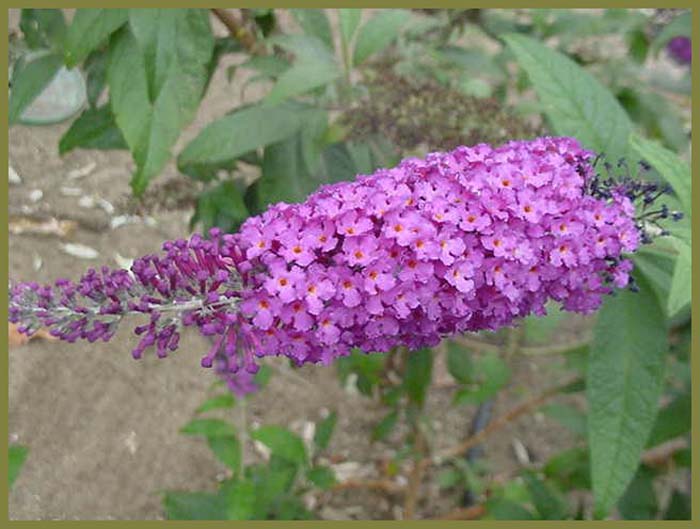 Plant photo of: Buddleja  davidii 'Purple Prince'