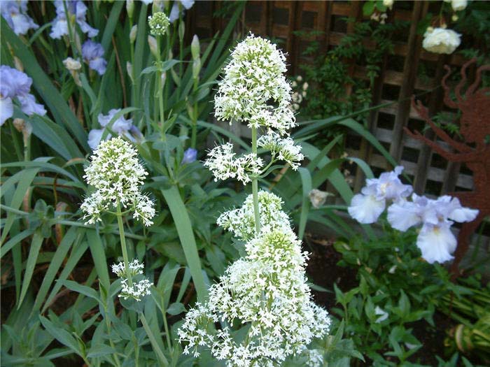 Plant photo of: Centranthus ruber 'Albus'