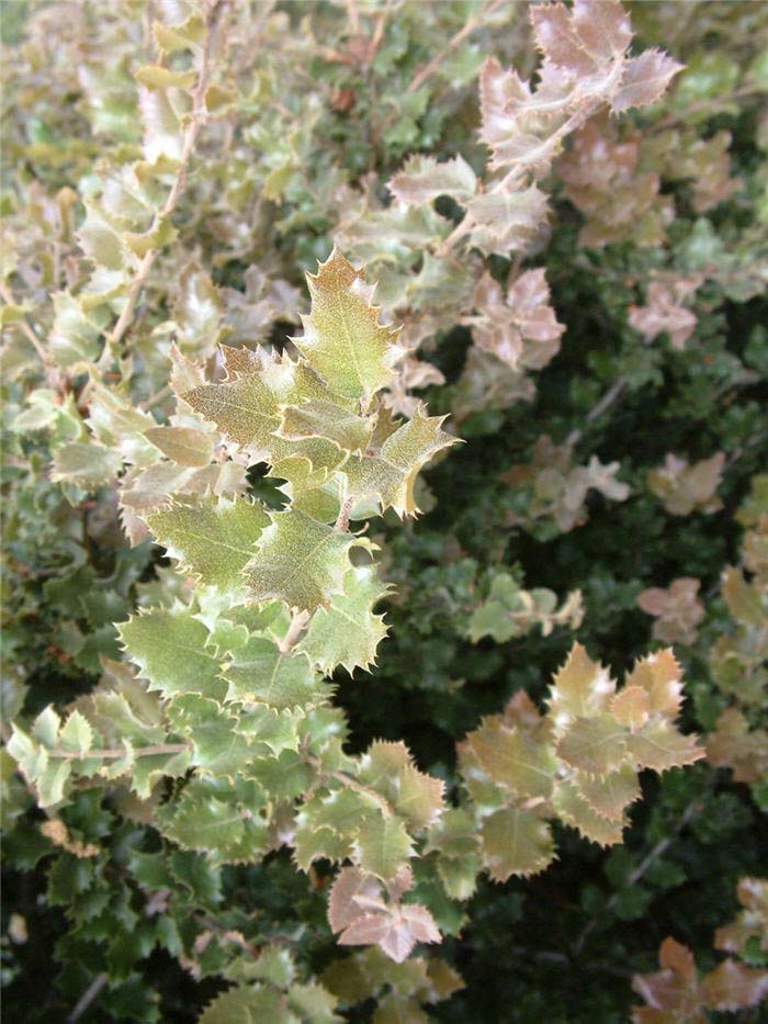 Plant photo of: Quercus chrysolepis