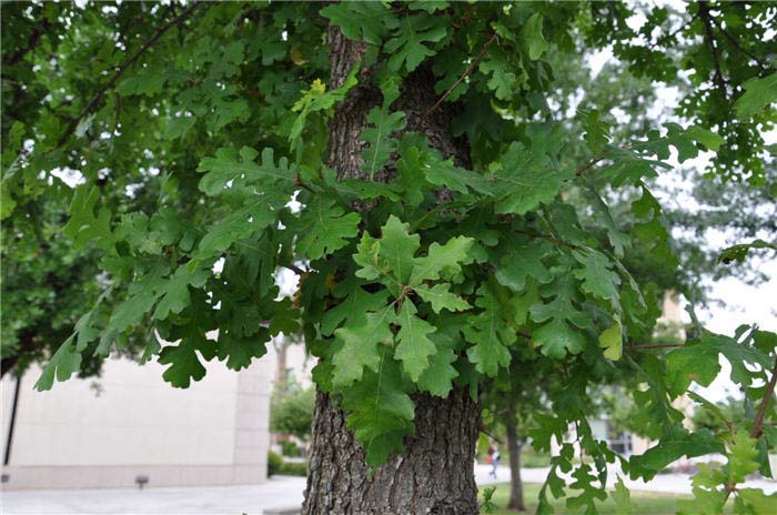 Plant photo of: Quercus douglasii