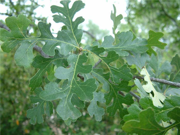 Plant photo of: Quercus lobata