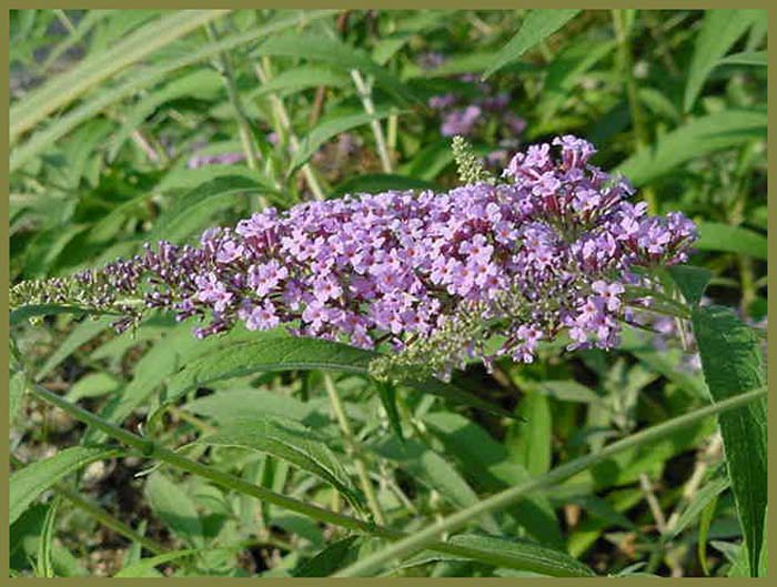 Plant photo of: Buddleja  davidii 'Lochnich'