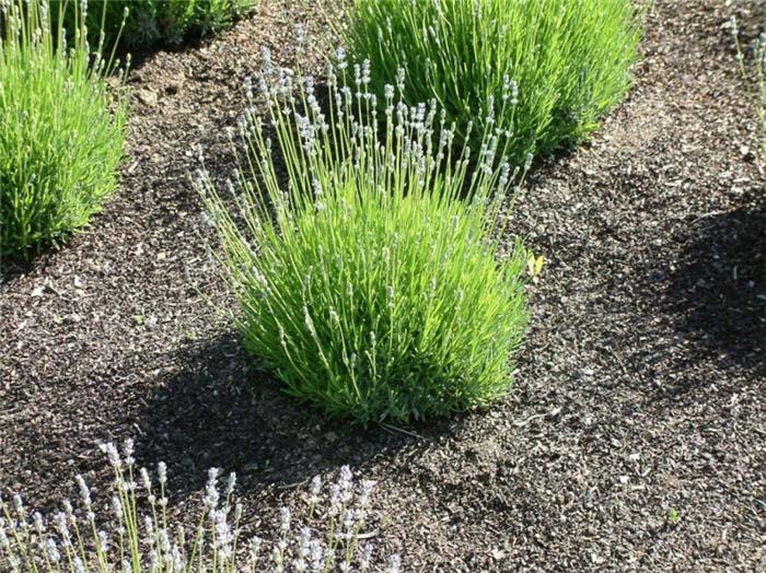 Plant photo of: Lavandula angustifolia 'Martha Roderick'