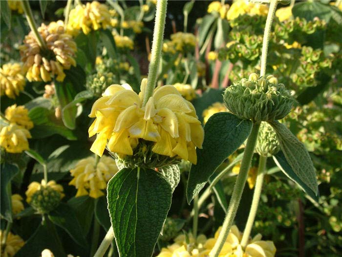 Plant photo of: Phlomis fruticosa 'Grande Verde'