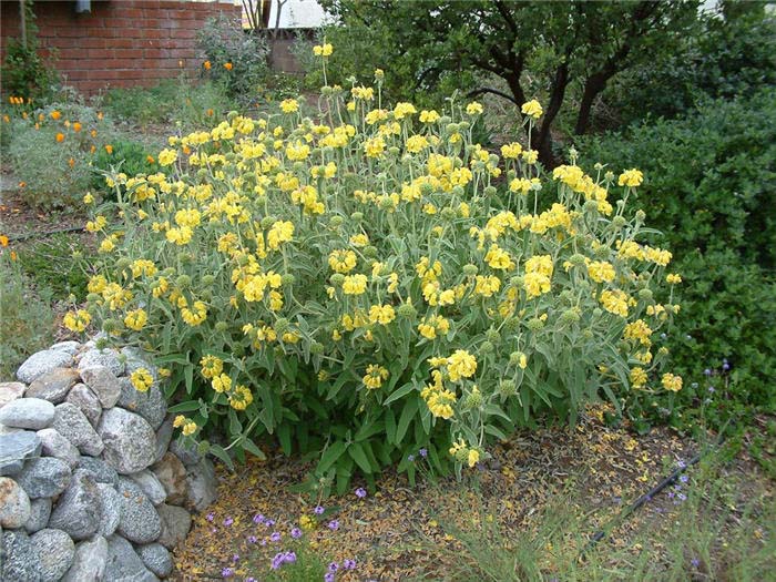 Plant photo of: Phlomis fruticosa 'Grande Verde'