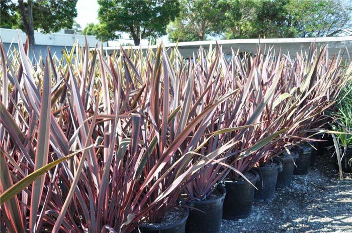 Plant photo of: Phormium 'Guardsman'