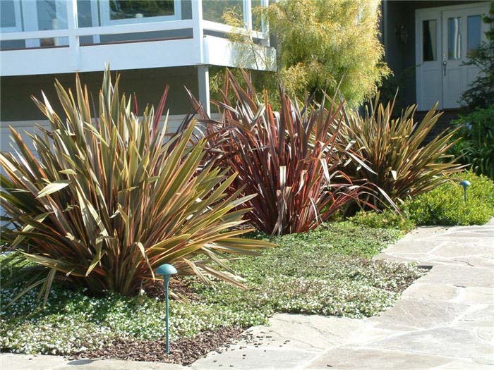 Plant photo of: Phormium 'Maori Chief'