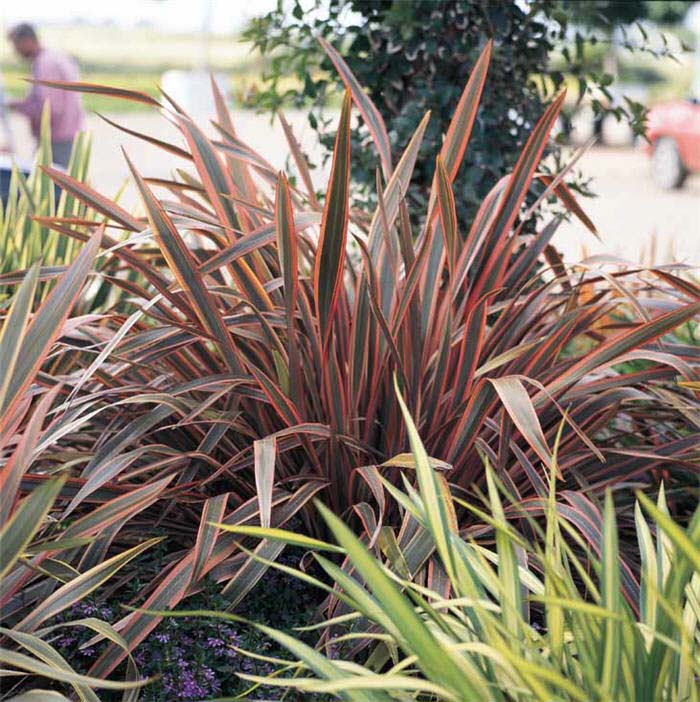 Plant photo of: Phormium 'Pink Stripe'