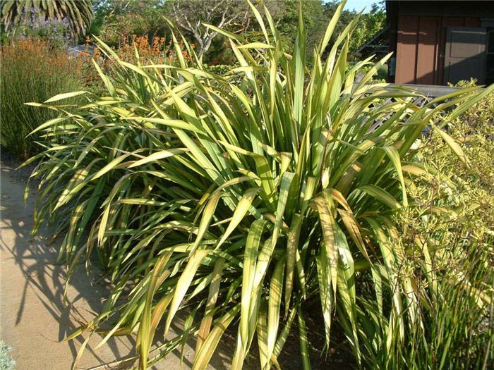 Plant photo of: Phormium 'Yellow Wave'