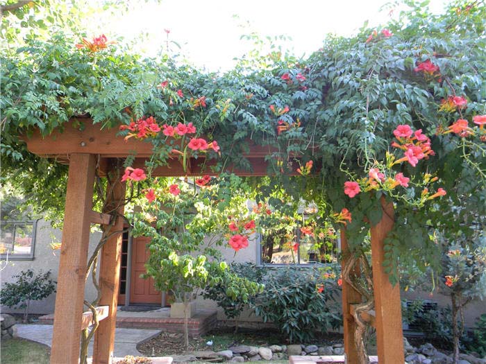 Plant photo of: Campsis radicans