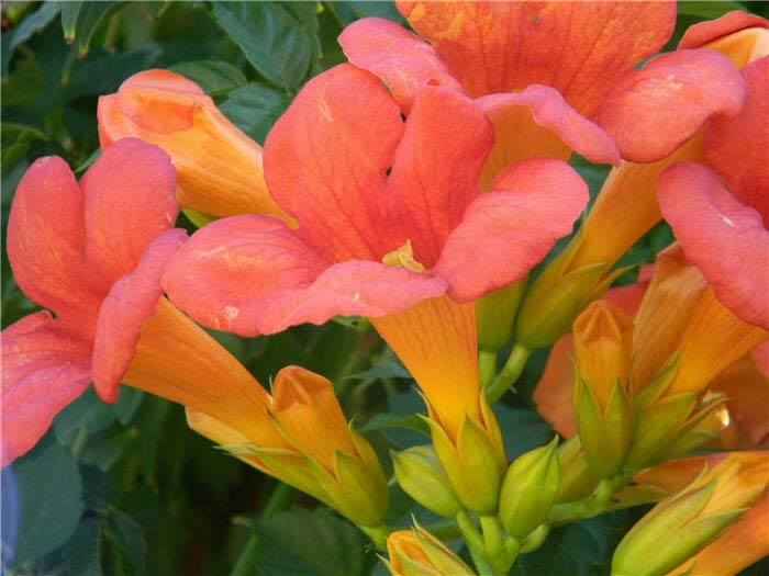 Plant photo of: Campsis radicans