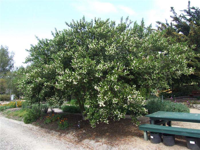 Plant photo of: Ceanothus thyrsiflorus 'Snow Flurry'