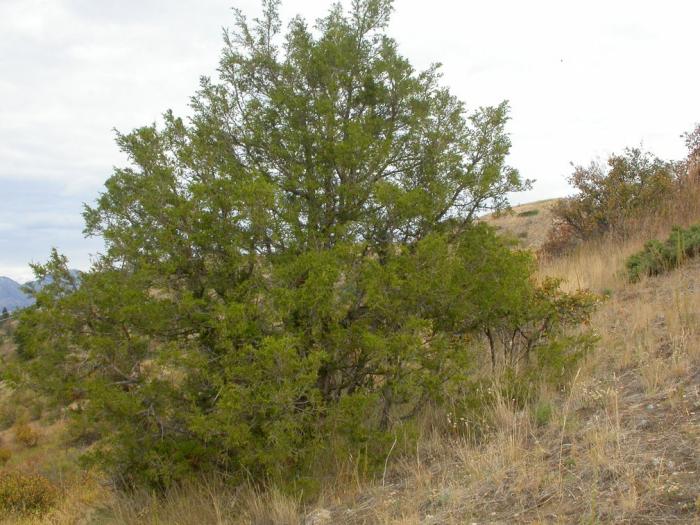 Plant photo of: Juniperus scopulorum