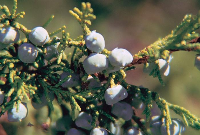 Plant photo of: Juniperus scopulorum