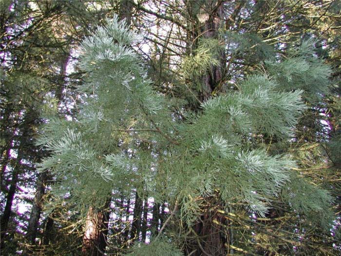 Plant photo of: Sequoiadendron giganteum 'Pendulum'