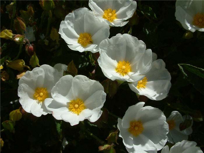 Plant photo of: Cistus X hybridus