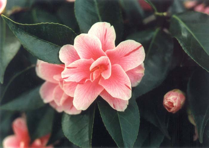 Plant photo of: Camellia japonica