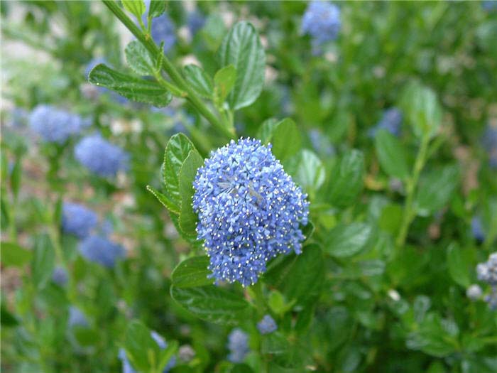 Plant photo of: Ceanothus thyrsiflorus