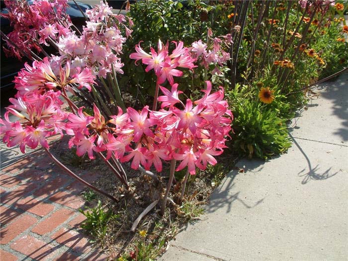 Plant photo of: Amaryllis belladonna