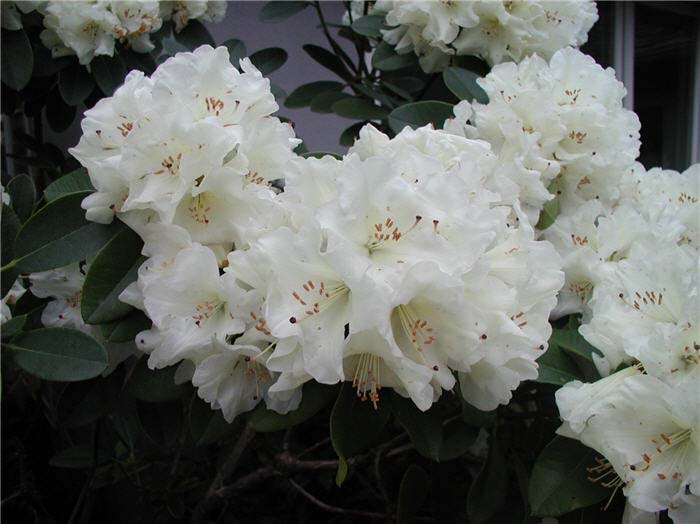 Plant photo of: Rhododendron 'Unique'