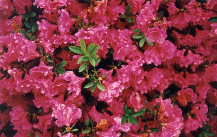 Plant photo of: Azalea 'Purple Splendor'