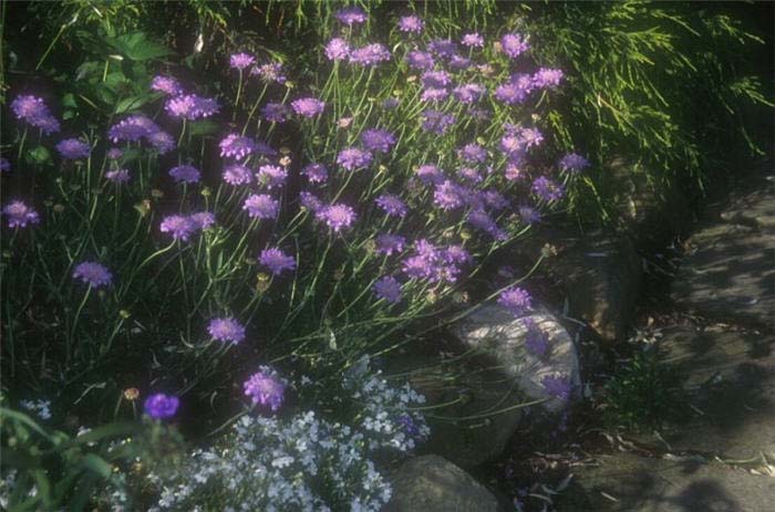 Plant photo of: Scabiosa columbaria 'Butterfly Blue'