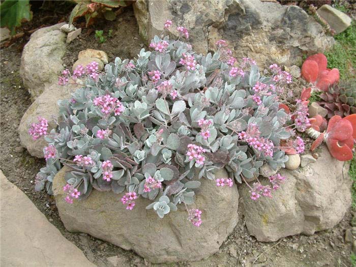 Plant photo of: Sedum sieboldii