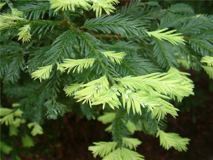 Plant photo of: Sequoia sempervirens 'Soquel'