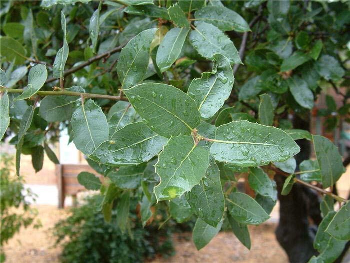 Plant photo of: Quercus wislizenii