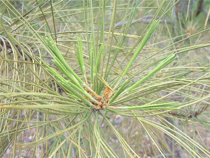 Plant photo of: Pinus ponderosa