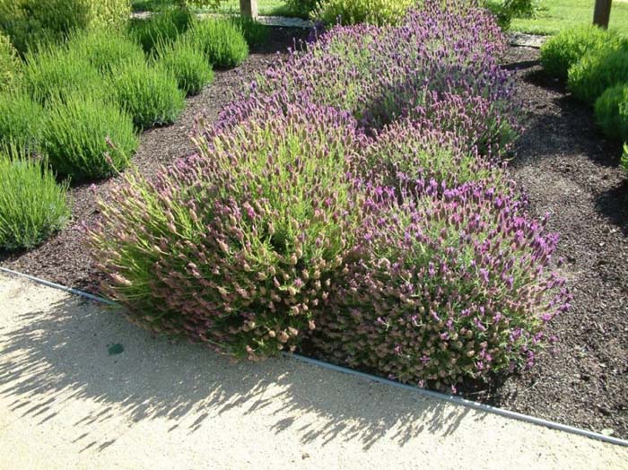 Plant photo of: Lavandula stoechas pedunculata