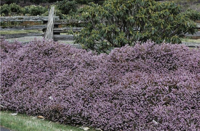 Plant photo of: Erica X darleyensis