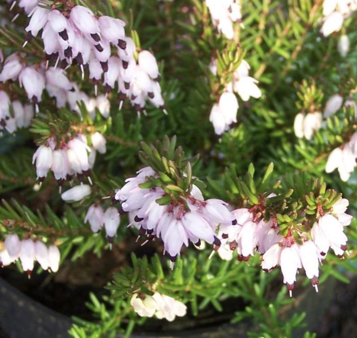 Plant photo of: Erica X darleyensis