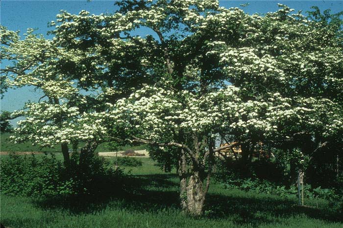 Plant photo of: Crataegus phaenopyrum