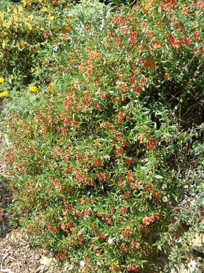 Plant photo of: Mimulus puniceus