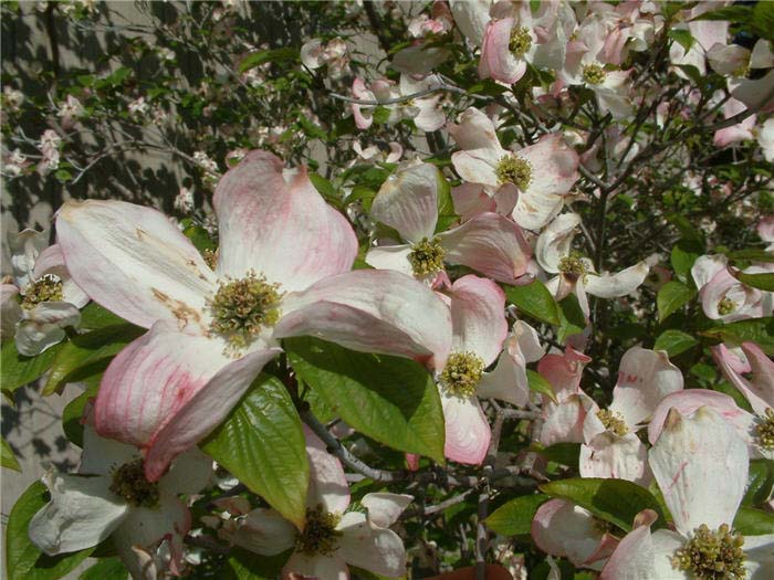 Plant photo of: Cornus florida 'Rubra'