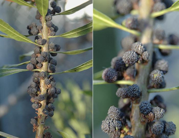 Plant photo of: Myrica californica