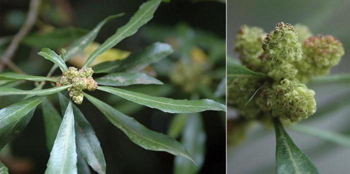 Plant photo of: Myrica californica