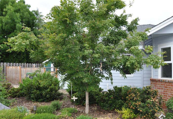 Plant photo of: Acer palmatum