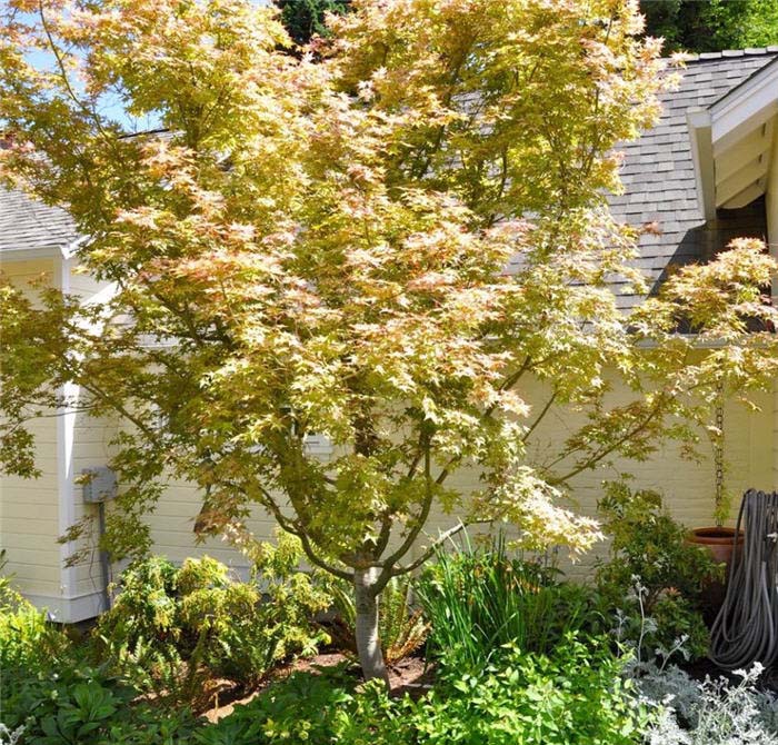 Plant photo of: Acer palmatum