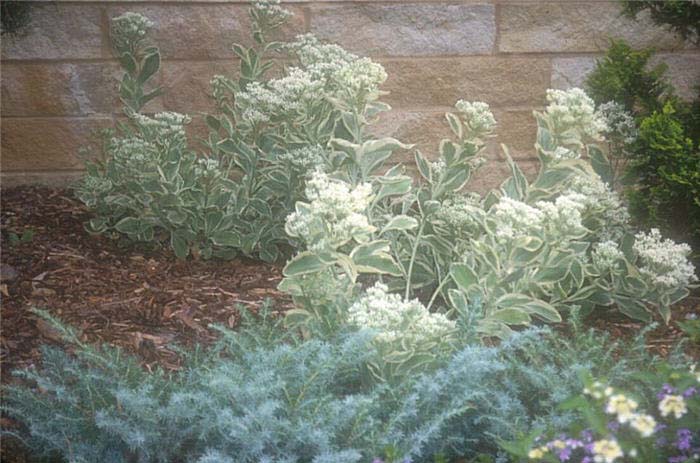 Plant photo of: Sedum 'Frosty Morn'