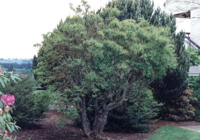 Plant photo of: Cotinus coggygria