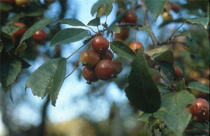 Plant photo of: Malus 'Hillieri'