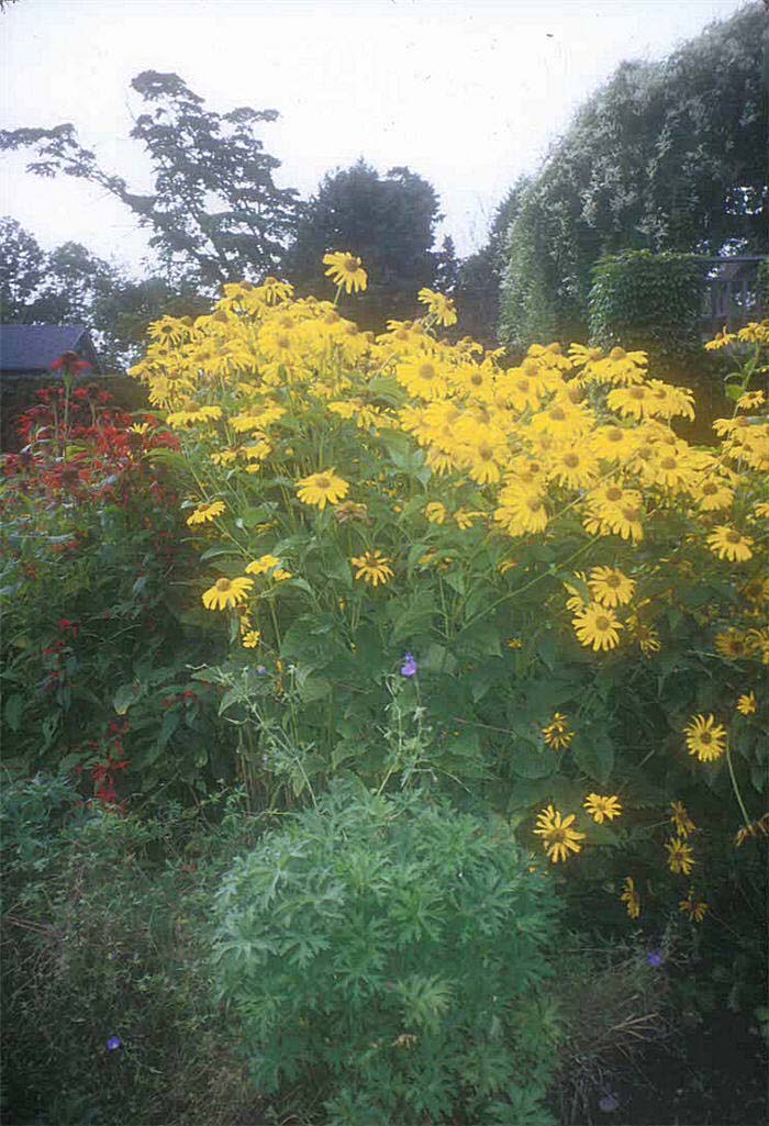 Plant photo of: Heliopsis helianthoides