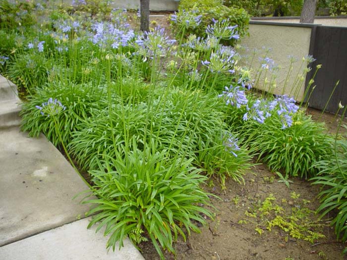 Plant photo of: Agapanthus praecox ssp. orientalis