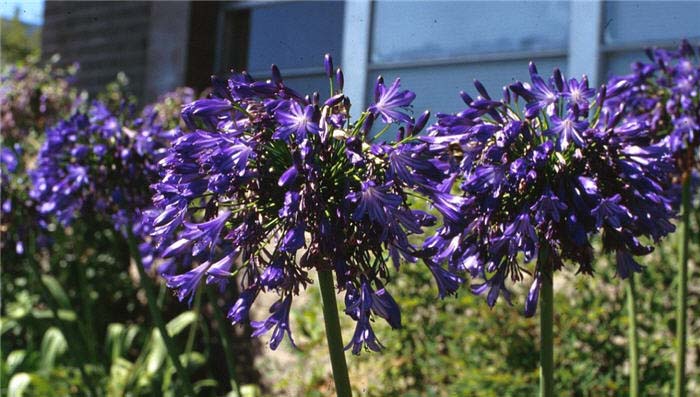 Plant photo of: Agapanthus 'Storm Cloud'